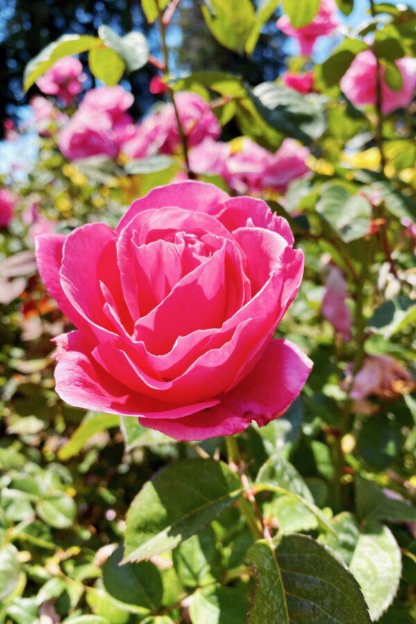 Best Gardens in San Francisco