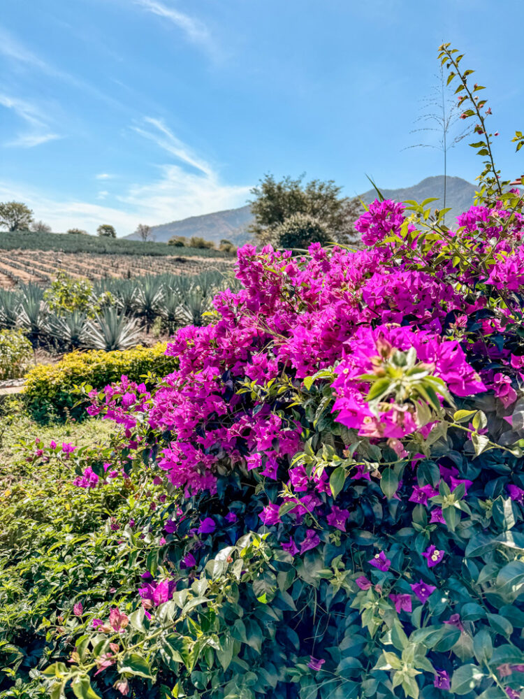 Guadalajara Itinerary: 4 Days in Guadalajara