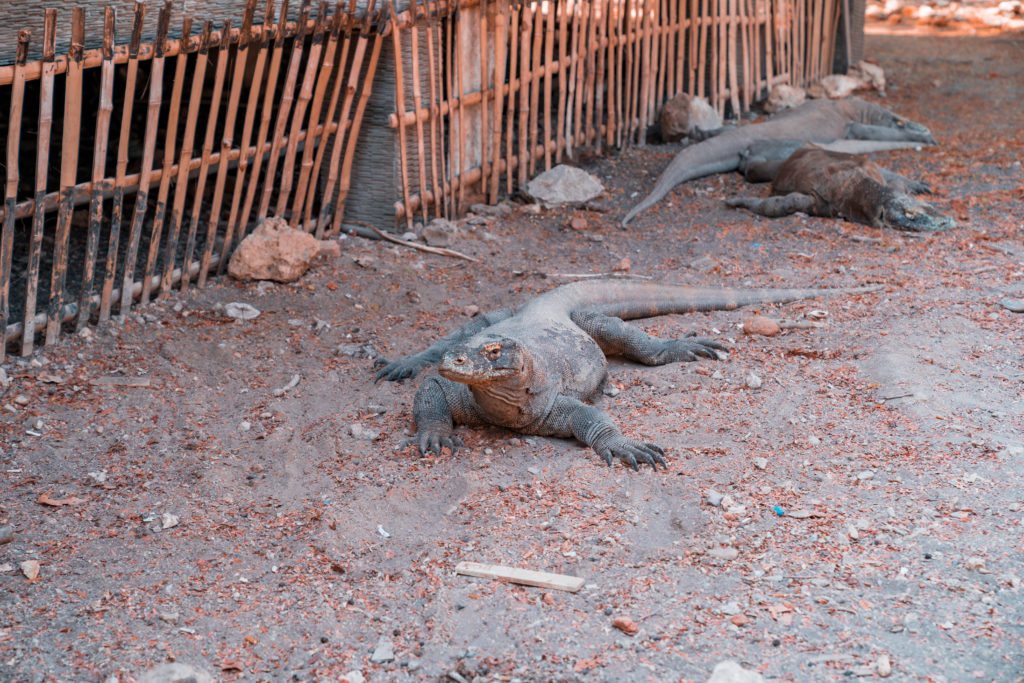 A Complete Guide to Komodo | WORLD OF WANDERLUST
