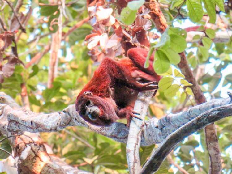 visiting Puerto Maldonado Peru Amazon Rainforest