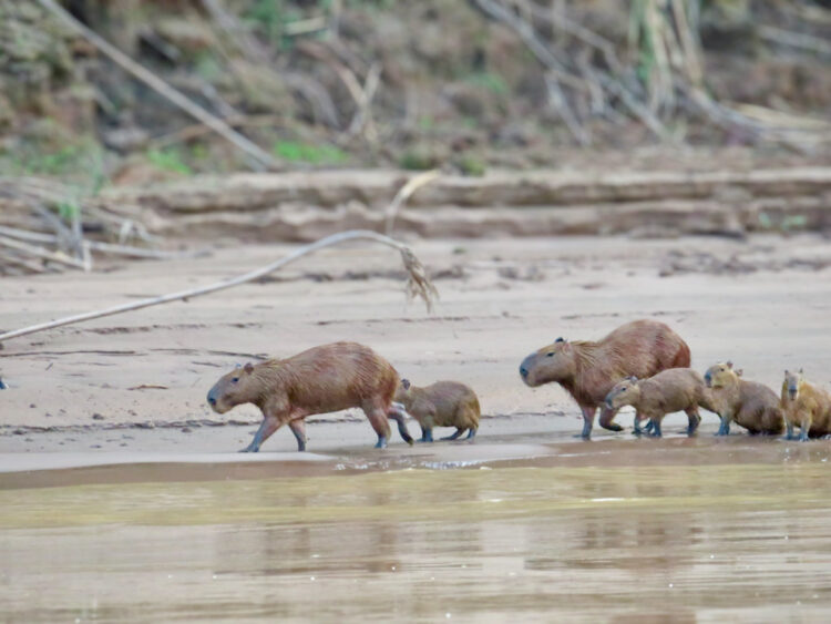 visiting Puerto Maldonado Peru Amazon Rainforest