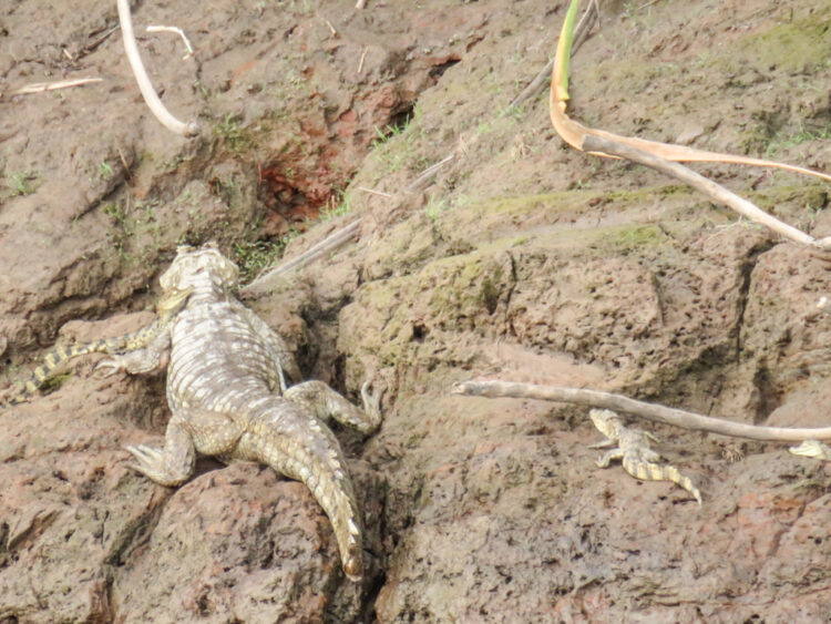 visiting Puerto Maldonado Peru Amazon Rainforest