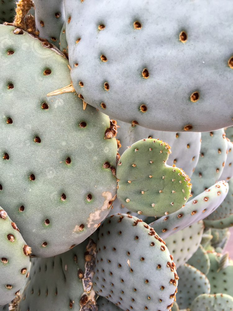 Off Roading in the Sonoran Desert with Pink Jeep Tours >> a fun filled morning in Scottsdale, Arizona | WWW.APASSIONANDAPASSPORT.COM